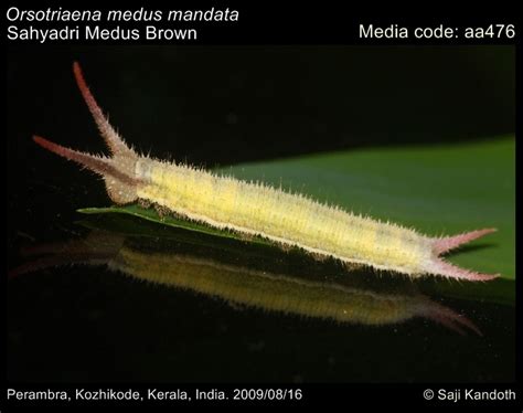 Orsotriaena medus | Butterfly