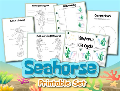 Bold and Beautiful: The Life Cycle of a Seahorse - Sarah Lyn Gay