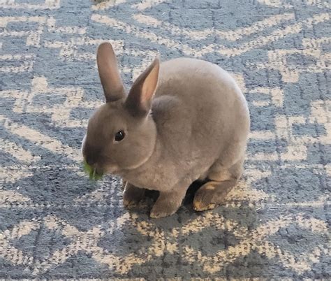 I'm so in love. Meet Nicholas our new mini rex. : r/Rabbits
