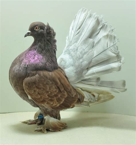 Mindian Fantail ( Mini İndian Fantail ) - Pigeons fall