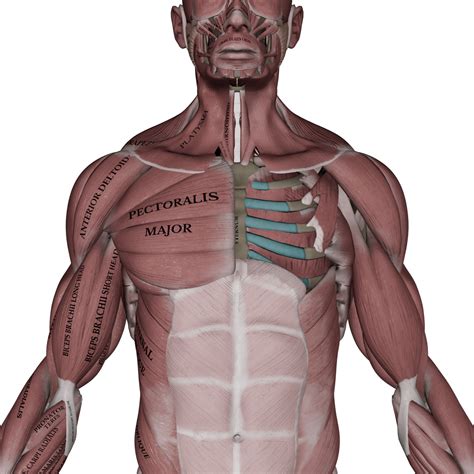 Muscles of the Pectoral Region | Muscle&Motion - Strength Training Anatomy, Muscular Anatomy and ...