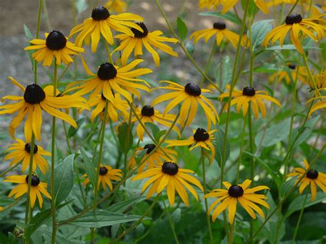 Black-eyed susan | Identify that Plant