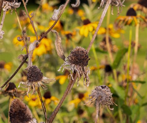 How to winterize black-eyed Susans: 4 expert steps | Homes and Gardens