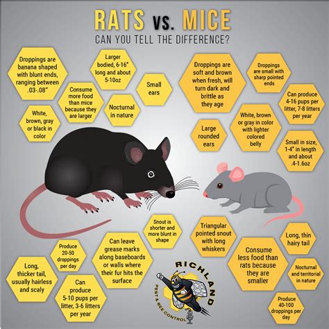 Rat And Mouse Do You Have Rats Or Mice? How To Tell The Difference