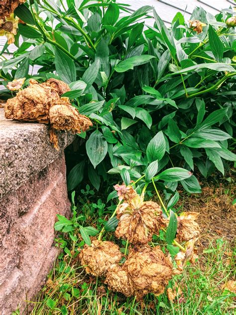 How to Deadhead Peonies | Deadheading Peony Flowers Helps! - Bunny's Garden