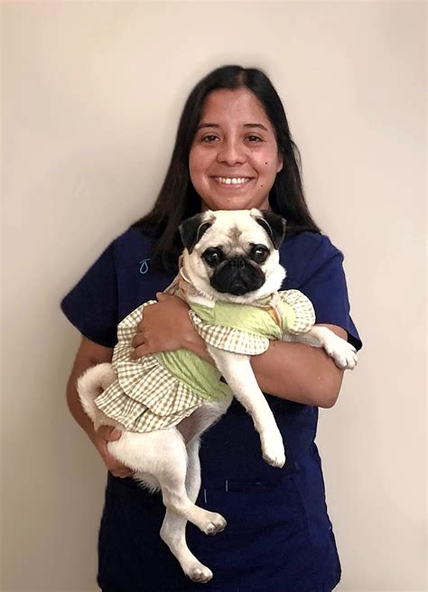 Clínica Veterinaria de la Universidad de Concepción - Cuidado Profesional para Mascotas
