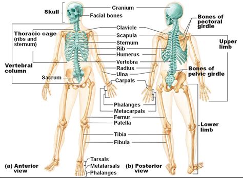 Human Skeletal System Diagram - Health Images Reference
