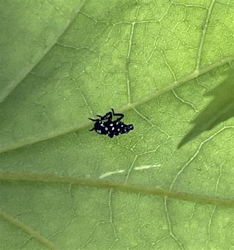 Lantern Fly Nymph 的图像结果