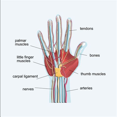 Wrist Tendon Anatomy