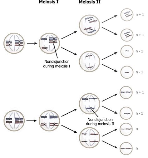 Human Genetics – Cell Biology, Genetics, and Biochemistry for Pre ...