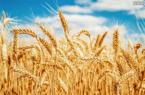 2022年小麦价格多少钱一斤？ - 惠农网