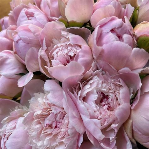 When and Where Are Peonies in Season? Time to Find Out! - Article on Thursd