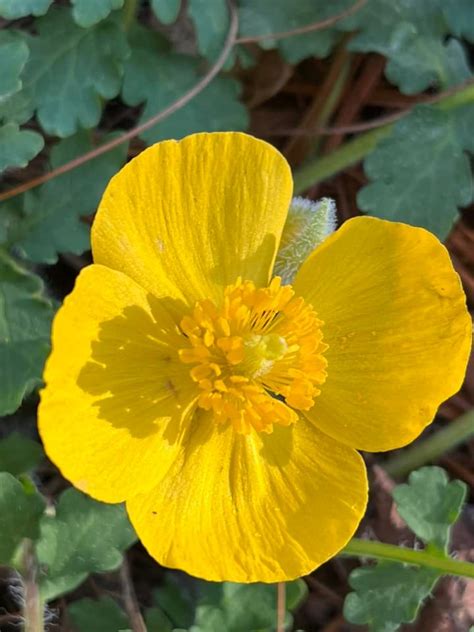 Wildflower Walk, Corneille Bryan Native Garden, Lake Junaluska, 8 May ...