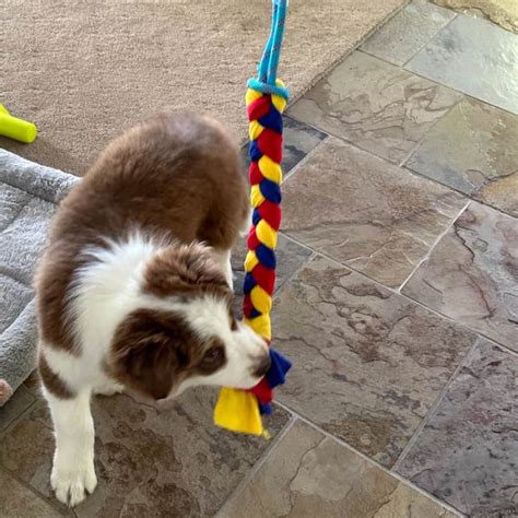 Flirt Pole for Corgis: A Guide for Dog Owners - MyFavCorgi