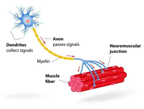 Image result for Motor Neuron Function