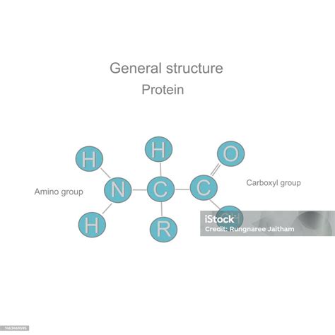 The General Or Chemical Structure Of Protein Molecule That Including ...