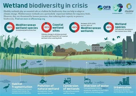 Ecosystem Services Of Wetland