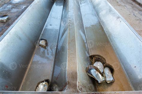 Image result for Shell Pearl Factory