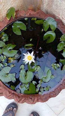 how to grow lotus from seed day 3 ways to grow lotus flower wikihow how to grow lotus from seed day 3 ways to grow lotus flower wikihow