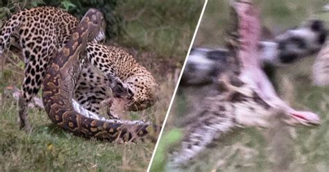 Python Eating Leopard 的图像结果