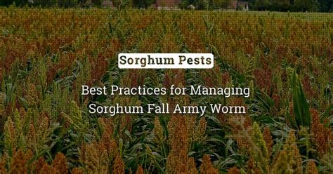Sorghum Shoot Fly: Causes, Symptoms, and Management | BigHaat