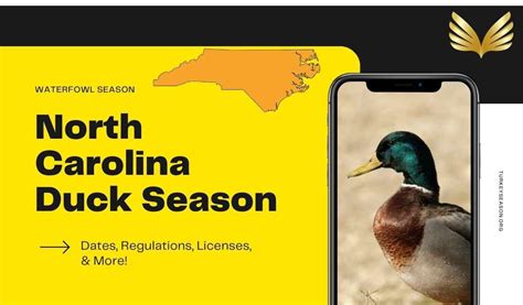 NC Duck Season 2023-2024: Discover Latest Dates, Regulations, Licenses ...