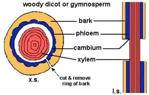 Image result for Root Python Diagram