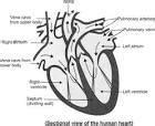 Draw a schematic diagram of human heart. - Brainly.in