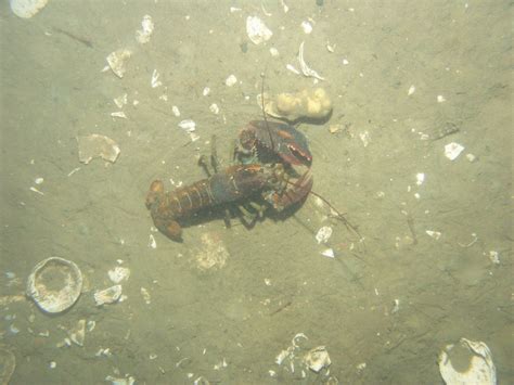 Bottom of the Sea 的图像结果