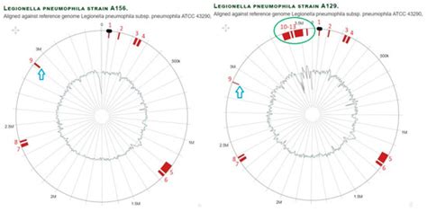 Comparative Genomics of Legionella pneumophila Isolates from the West ...