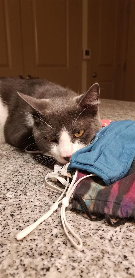 Repost with better photos. Found a cat escaping from the the 11th ...