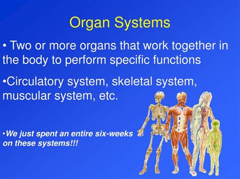 Body System Interaction Chart 的图像结果