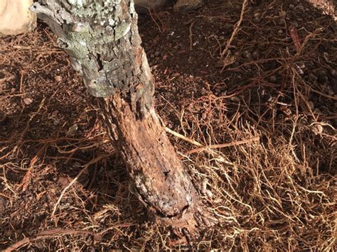 Image result for Date Palm Tree Trunk Rot