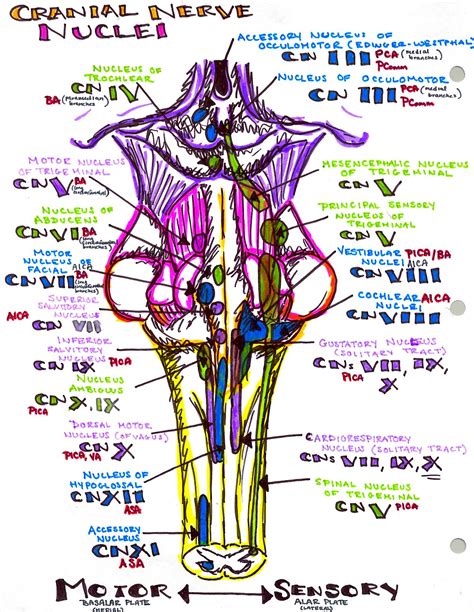 Cranial Nerve Nuclei Brainstem