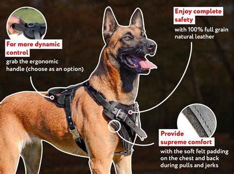 Belgian Malinois harness, Belgian Malinois dog muzzle, Belgian Malinois ...