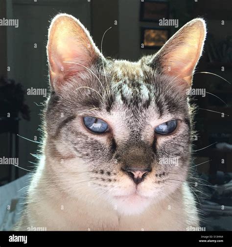 Tabby Pointed Siamese Kitten