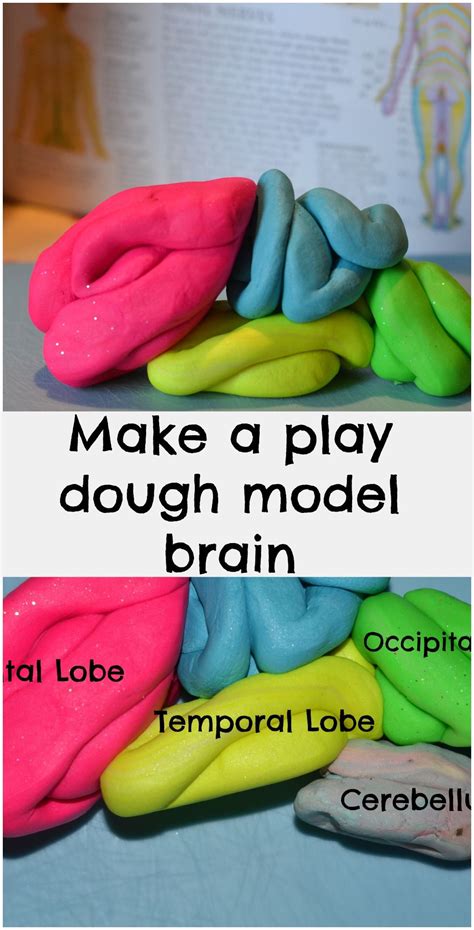 DIY Brain Model Projects 的图像结果