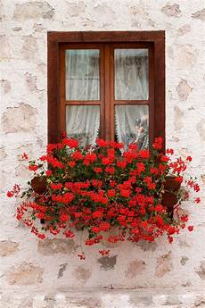fioriere per davanzale finestra paparazzi window nel 2019 finestre fiorite fioriere fioriere per davanzale finestra paparazzi window nel 2019 finestre fiorite fioriere
