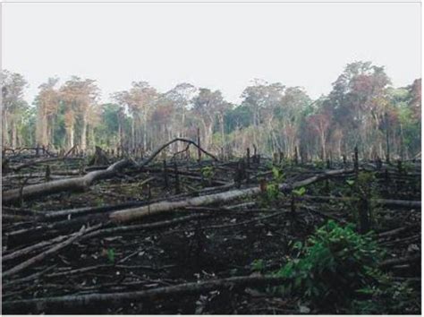 Combustion and Flame Explained: Processes, Types, and Applications