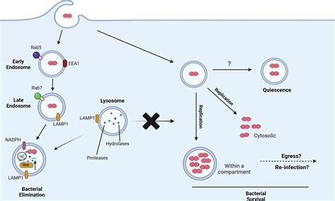 Image result for Enterococcus Faecalis Journal