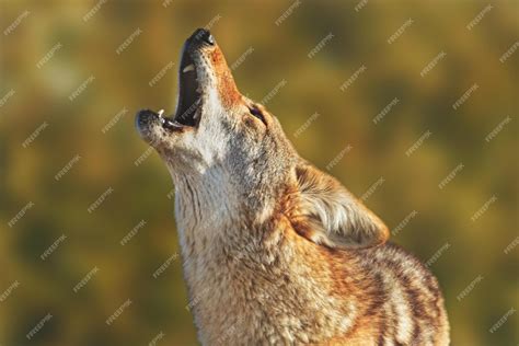 Image result for 51 Wolves Howling
