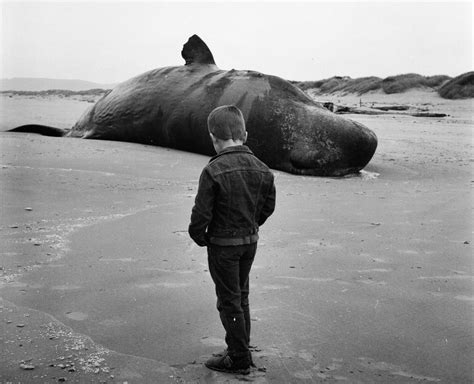 Image result for Exploding Whale Compilation