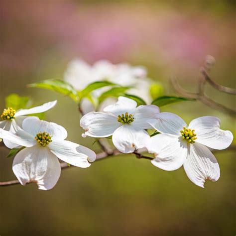 Dogwood Flower