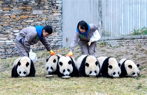 为国卖萌的大熊猫，才是真正的中国第一网红|熊猫|饲养员|巴斯_新浪军事_新浪网