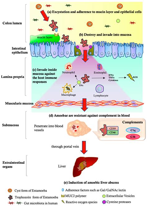 Entamoeba Histolytica Pathogenesis