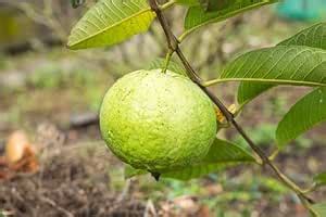 Hybrid Thai Variety Guava Grafted Live Plant : Amazon.in: Garden & Outdoors