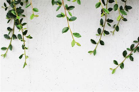Simple Plant Desktop Wallpapers - Top Free Simple Plant Desktop ...