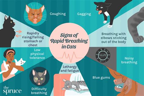 Why Does My Cat Breathe Fast? Causes, Symptoms, and When to Worry