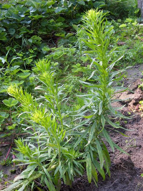 Canadian Horseweed
