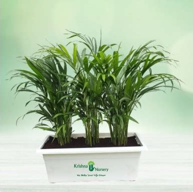 Zamia Palm with 6 inch Pot